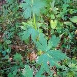 Aconitum variegatum Folla