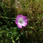 Eudianthe coeli-rosa Flower