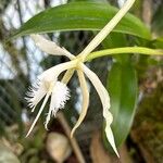 Epidendrum ciliare Blomma