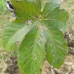 Cecropia telenitida