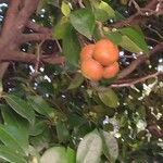 Camellia japonica L.Fruit