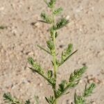 Bassia hyssopifolia 形态