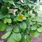 Cordia dentata Φύλλο