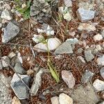 Allium subhirsutum Cvet