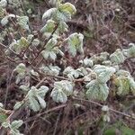 Toxicodendron diversilobum Hoja