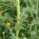 Anacyclus radiatus Leaf