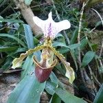 Paphiopedilum spp. Fleur