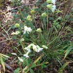 Silene stellata موطن