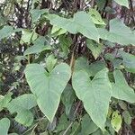 Philodendron brunneicaule Leaf