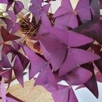 Oxalis triangularis 花