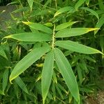 Phyllostachys aurea List