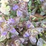 Ajuga reptans Flower