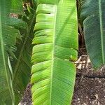 Syagrus vermicularis Hoja