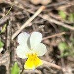 Viola hymettia 花