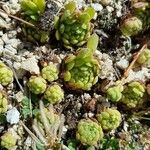 Sempervivum montanum Hoja