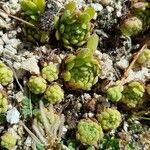 Sempervivum montanum পাতা