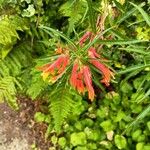 Lobelia laxiflora Floare