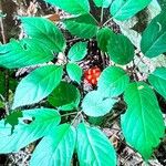 Panax quinquefolius Blad