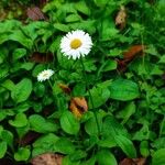 Bellis perennisFlower