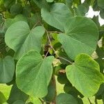 Cercis canadensisFuelha