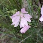 Malva tournefortiana Flower