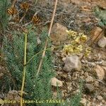 Thapsia meoides Habitus