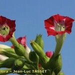 Nicotiana tabacum Blomma
