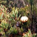 Protea caffra Flower