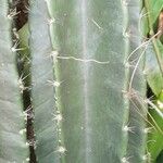 Cereus hexagonus Leaf