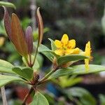 Rhododendron trancongii Flower