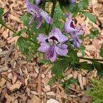 Schizanthus pinnatus Blomst