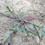 Digitaria ischaemum Blatt