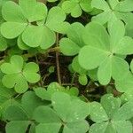 Oxalis dillenii Leht