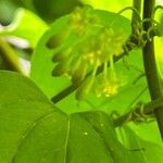 Smilax tamnoides Flower