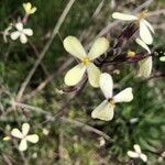 Brassica barrelieri Flower