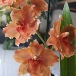 Oncidium crocidipterum Flor