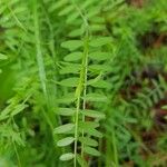 Vicia parviflora Foglia