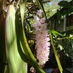 Rhynchostylis retusa Flower