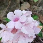 Mansoa alliacea Flower