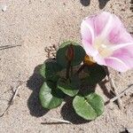 Calystegia soldanella Λουλούδι
