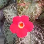 Episcia cupreata Fiore