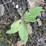 Hieracium albiflorum Blatt