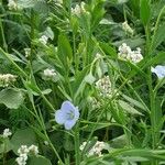 Linum usitatissimum आदत