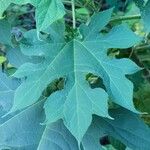 Montanoa hibiscifolia Leaf