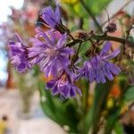 Lactuca alpina Flor