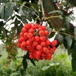 Sorbus aucupariaFruit