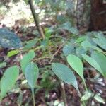 Cleistanthus gracilis Folla