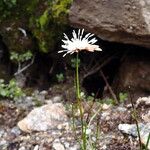 Juncus thomsonii Агульны выгляд