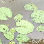 Nymphaea lotus Листок