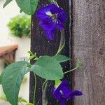 Clitoria ternatea Blüte